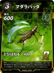 マダラバッタのカード画像